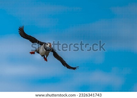A LONE PUFFIN FLYIng WITH SEVERAL EELS IN ITS MOUTH WITH A LIGHTBLUE SKY ON THE ISLAND OF MAY IN SCOTLAND
