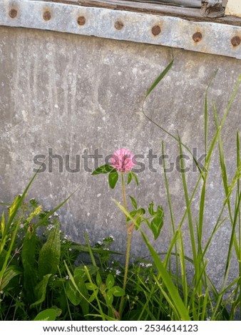 Similar – Image, Stock Photo The lone clover blossom in front of gloomy storm clouds
