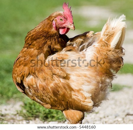 Chicken on meadow. Animal