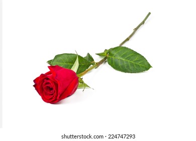 Lone red rose on a white background