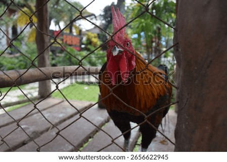 A lone rooster inside a wire net cage with wooden footing.
Photo taken at Eco Active Park, Batu, East Java, Indonesia.