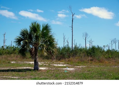 A lone Sabal palmetto tree in a field on a sunny day