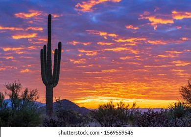 A Lone Saguaro cactus With brillant colored Desert Sunrise Background In Arizona near Scottsdale preserve. - Powered by Shutterstock