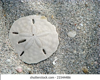 Lone Sand Dollar And Sea Shells On Beach