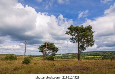 Lone scots pines on the heath of Ashdown Forest Kings standing high weald east Sussex south east England - Shutterstock ID 2196114529