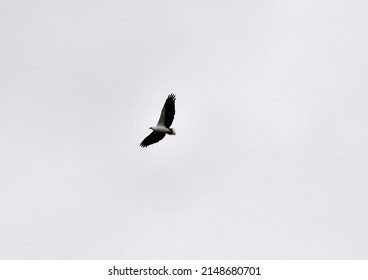 Lone Sea Eagle Flying High