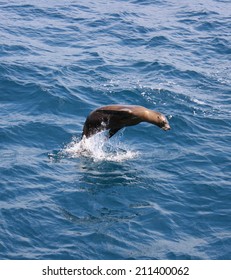 A Lone Sea Lion Puts On A Jumping Show  For My Camera