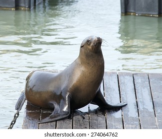 Lone Sea Lions hauling out on boat docks in San Francisco. 