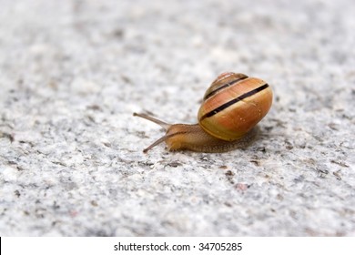 A Lone Sea Snail Moving Along On A Rock.