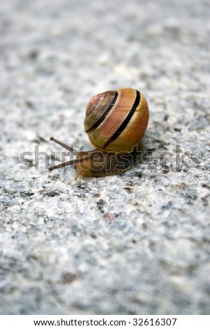 Similar – Image, Stock Photo garden snail conveyor