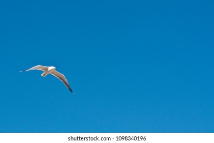 lone seagull against bright blue sky without clouds