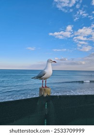 A lone seagull pose against a backdrop of the ocean.