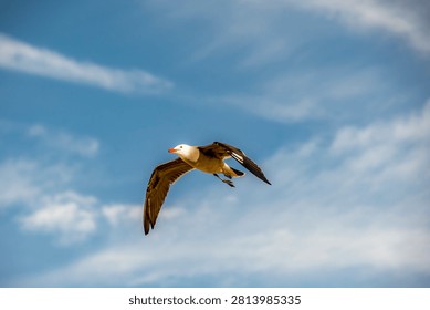 A lone seagull soars gracefully through the sky, its wings spread wide against a backdrop of scattered white clouds