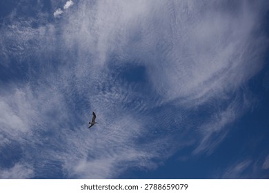 A lone seagull soars through a deep blue sky dotted with delicate wispy clouds, conveying freedom, calm and open space — a peaceful nature image suited for travel, coastal and outdoor themes.
