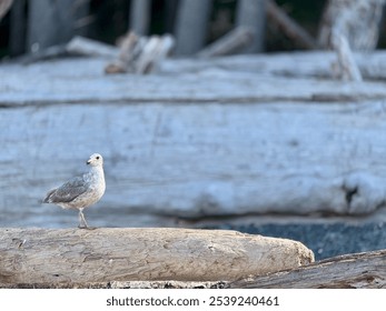 A lone seagull stands on driftwood with a blurred, natural background. The image captures the quiet, coastal setting and the bird's peaceful presence. - Powered by Shutterstock