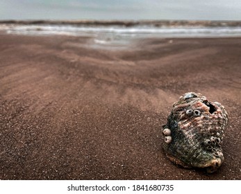 A Lone Seashell On The Beaches Of Galveston During A Storm