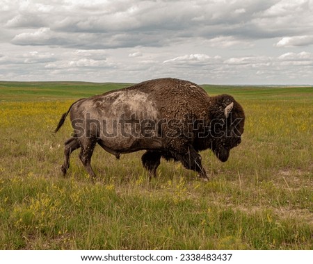 Lone seasoned bison in the fields of Badlands National Park