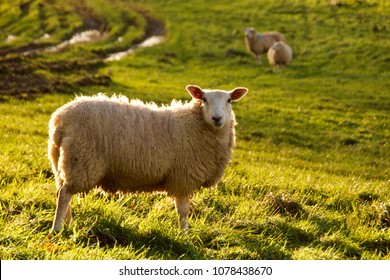 Lone Sheep In Meadow With November Sun 