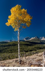 Lone Single Autumn Aspen Tree In The Idaho Wilderness