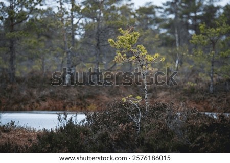 A lone small pine tree grows resiliently in a swampy landscape, surrounded by a stark contrast of lifeless.