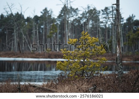 A lone small pine tree grows resiliently in a swampy landscape, surrounded by a stark contrast of lifeless.
