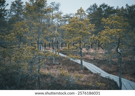 A lone small pine tree grows resiliently in a swampy landscape, surrounded by a stark contrast of lifeless.