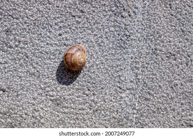 A lone snail hidden inside its shell, stuck to a wall in the sun in summer.