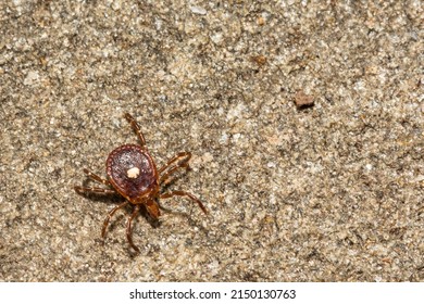 Lone Star Tick - Amblyomma Americanum