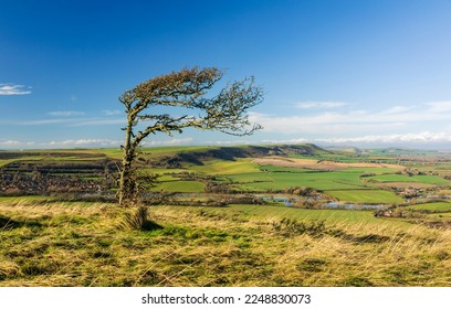 Lone stunted windswept tree and magnificent views on top of Windover Hill Wilmington south downs east Sussex south east England - Shutterstock ID 2248830073