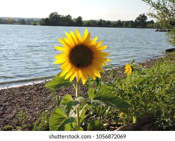 Lone Sunflower Blooming At Green Lane Reservoir On Montgomery County, PA