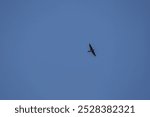 A lone swallow soaring in a clear blue sky.