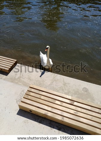 A lone swan on the river bank