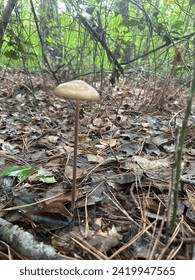 Lone tall pencil-stemed mushroom off in the forest
