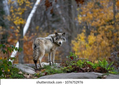 A lone Timber wolf or Grey Wolf (Canis lupus) standing on a rocky cliff looking back on a rainy day in autumn in Quebec, Canada - Powered by Shutterstock