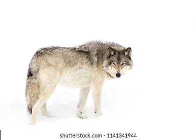 A lone Timber wolf or Grey Wolf Canis lupus isolated on white background standing in the winter snow in Canada