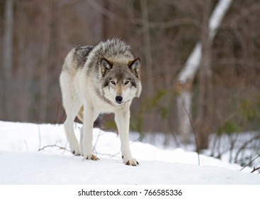 A lone Timber Wolf or Grey Wolf Canis lupus walking in the winter snow looking at the camera in Canada - Powered by Shutterstock