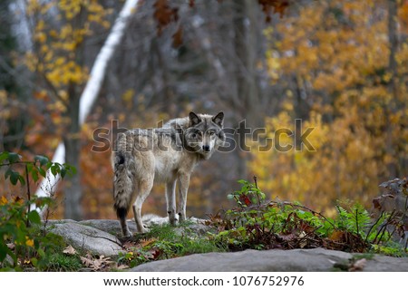 A lone Timber wolf or Grey Wolf (Canis lupus) standing on a rocky cliff looking back on a rainy day in autumn in Quebec, Canada