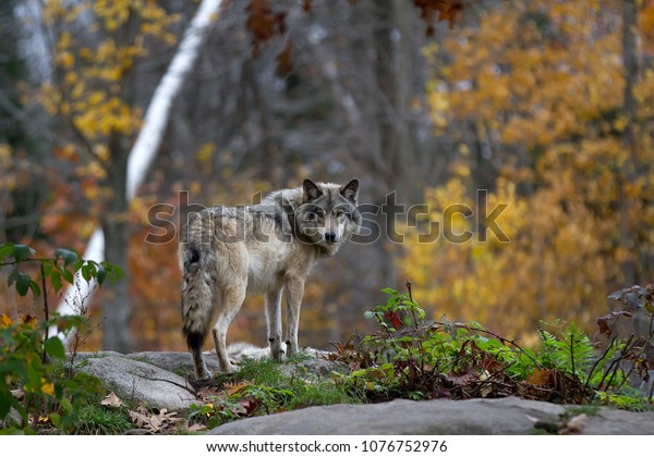 A lone Timber wolf or Grey Wolf (Canis lupus)\
standing on a rocky cliff looking back on a rainy day in autumn in\
Quebec, Canada