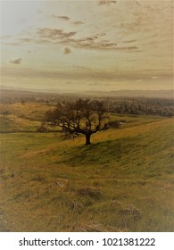 the lone tree