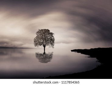 The Lone Tree