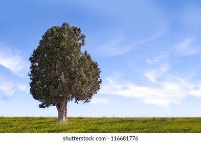 lone tree