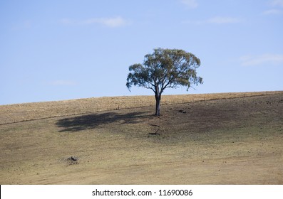 lone tree