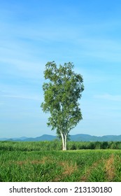 Lone tree