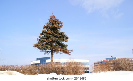 lone tree