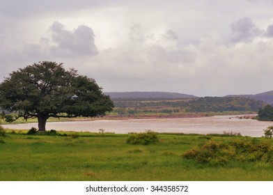 Lone Tree