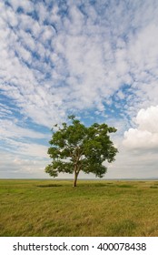 lone tree