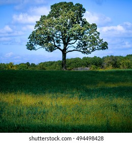 Lone Tree