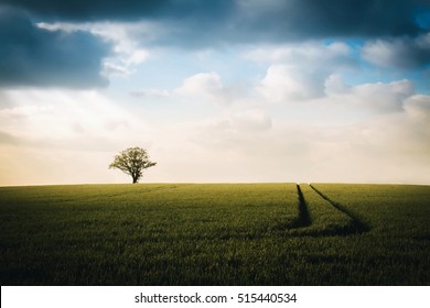 Lone Tree