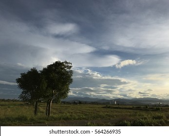 Lone Tree