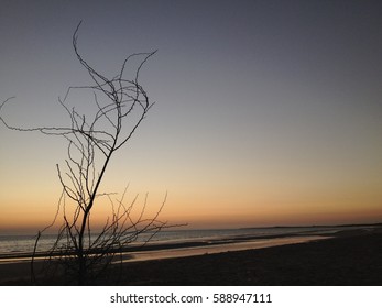 Lone tree